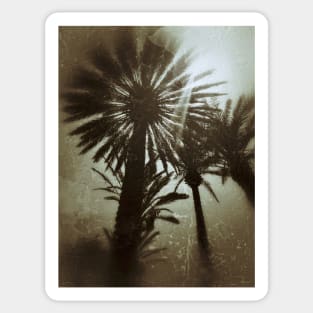 3 palm trees Sticker